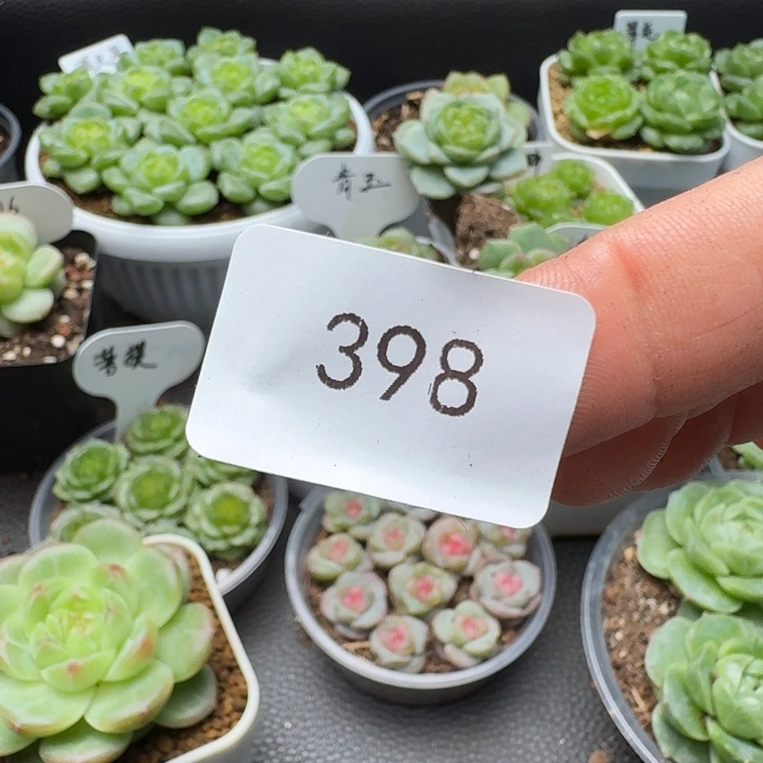 诗***·一物一拍一物一拍916-398