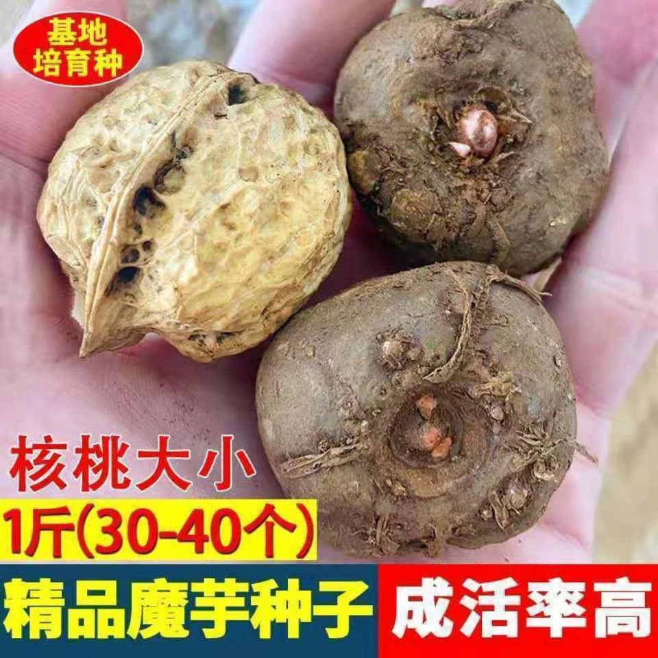 云南高产魔芋种 魔芋种子脱水消毒魔芋种基地批发