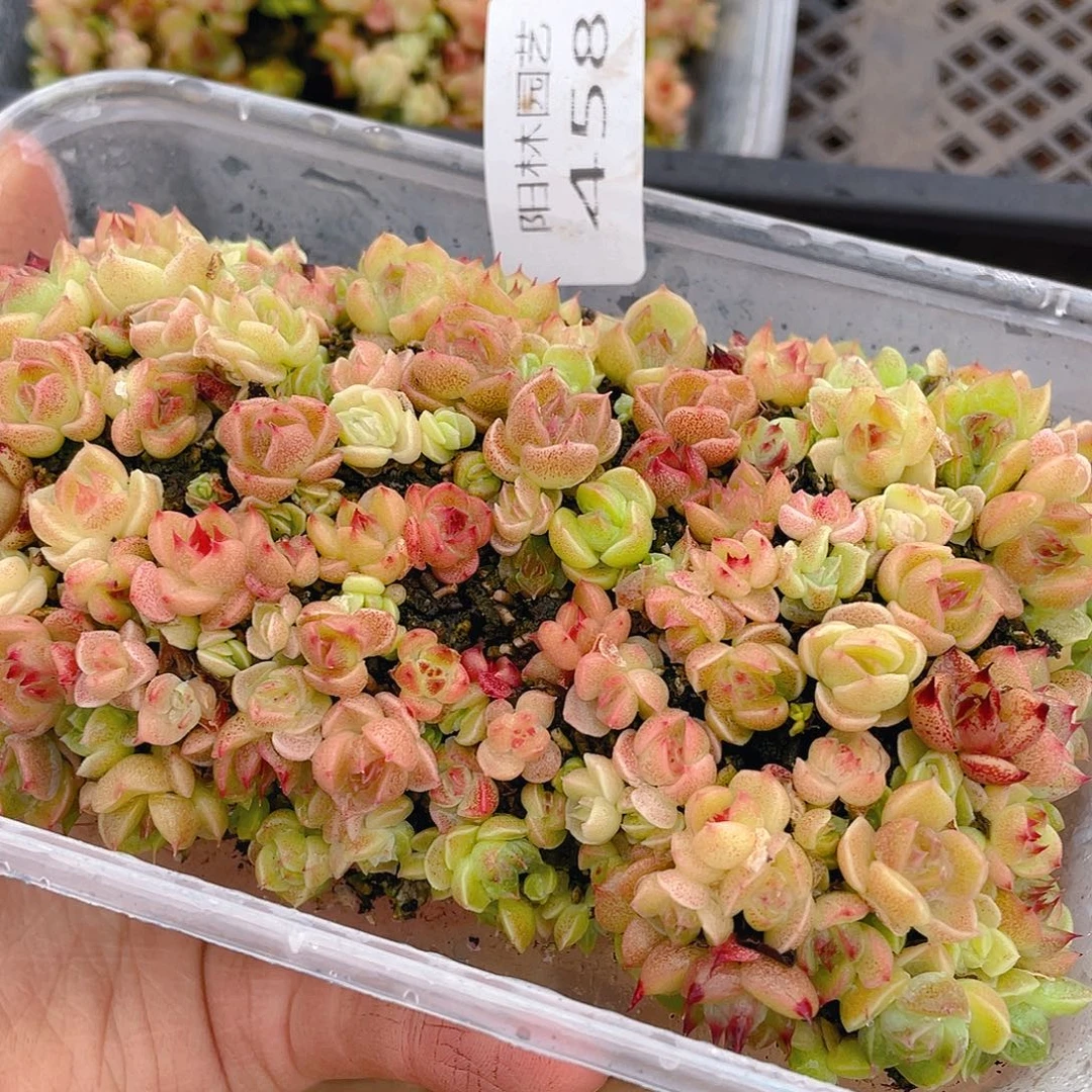 多肉植物多肉植物458