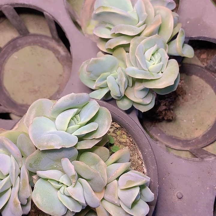 可爱玫瑰朵朵缀脱土