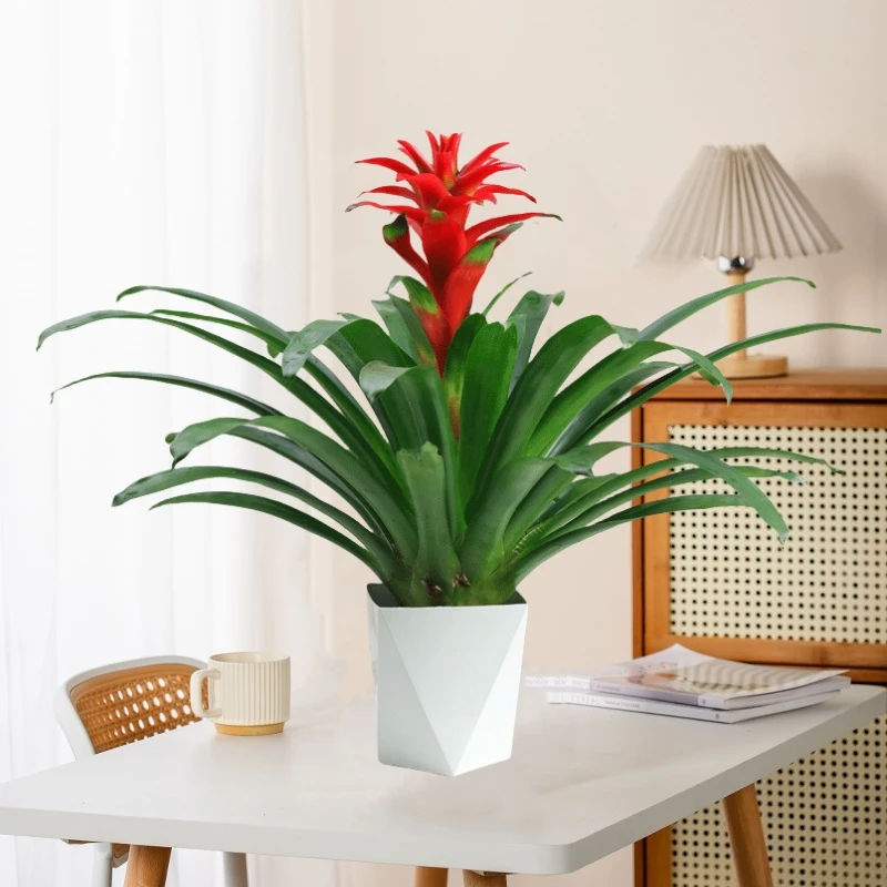 鸿运当头盆栽花卉植物室内水培绿植物凤梨花大苗四季开花红掌新年