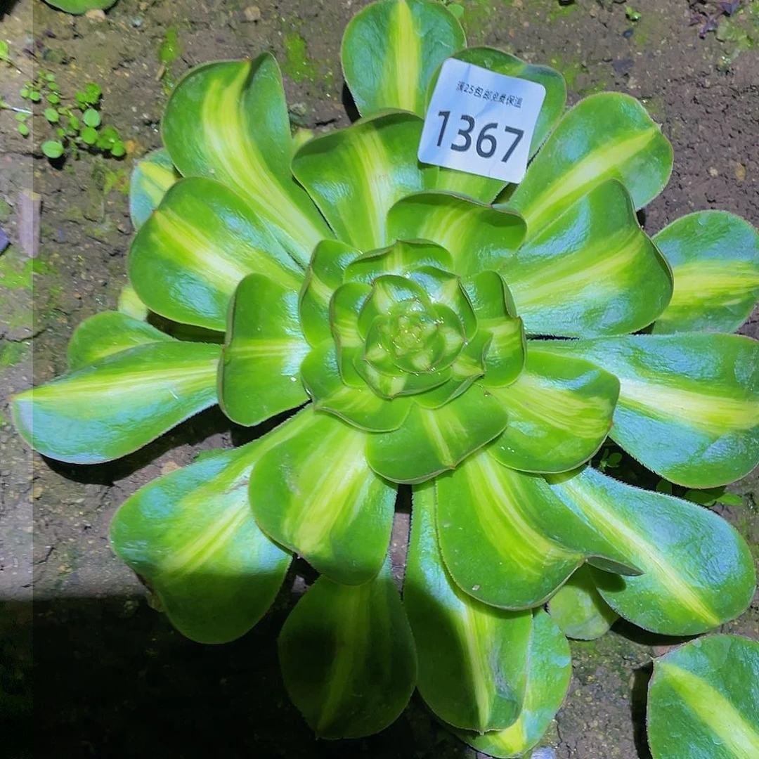 1367暴君多肉植物