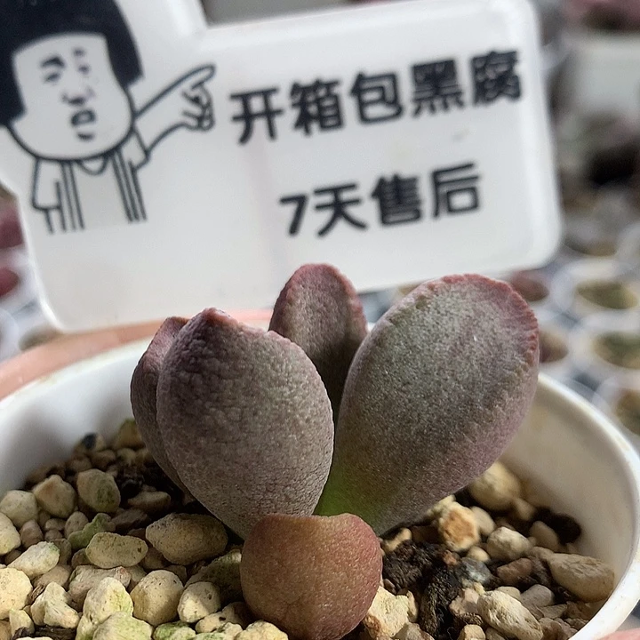 【A7003】精品实生专拍