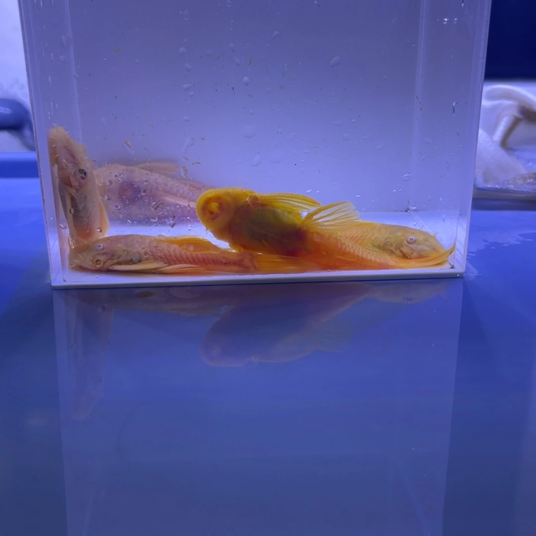 孔雀鱼三公两母胡子繁殖组开箱视频报损
