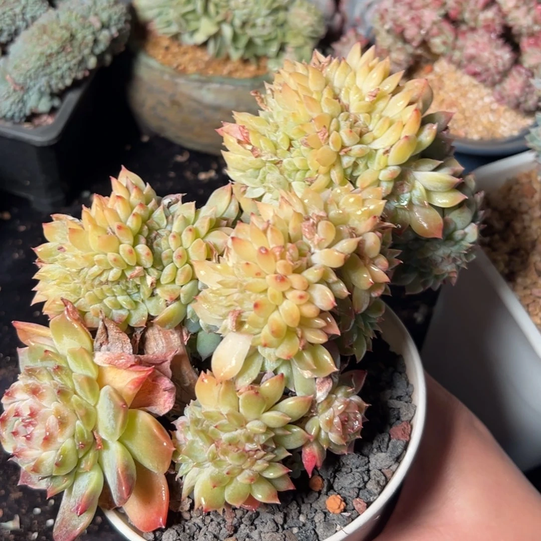 新年快乐 新年快乐