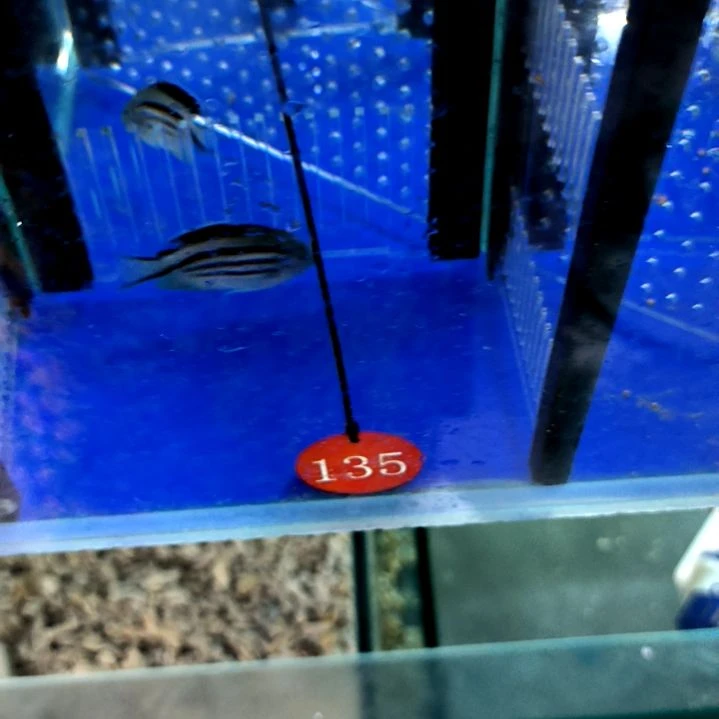 拉马克5+/2-20-135海水