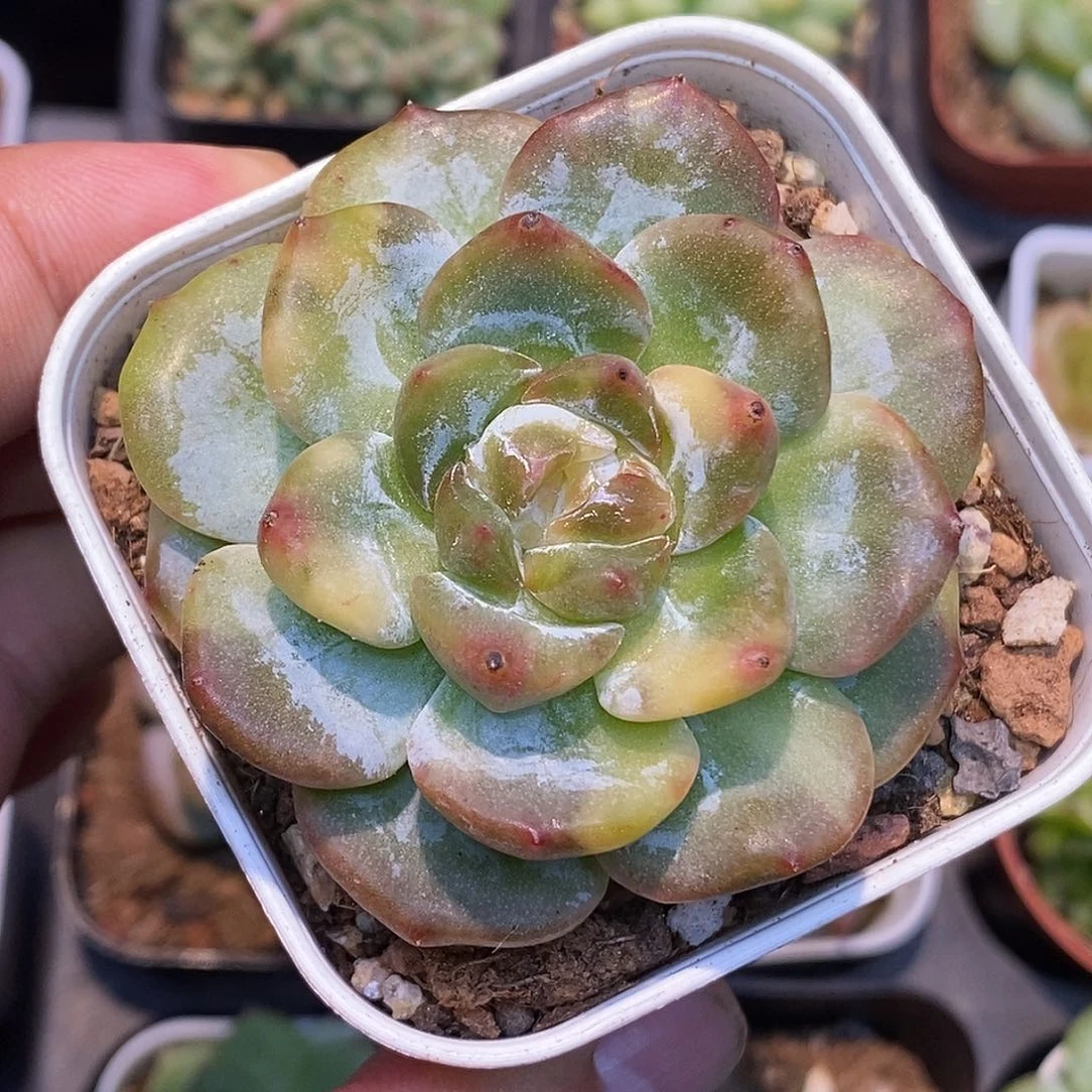 琥珀石化锦30包邮非偏远