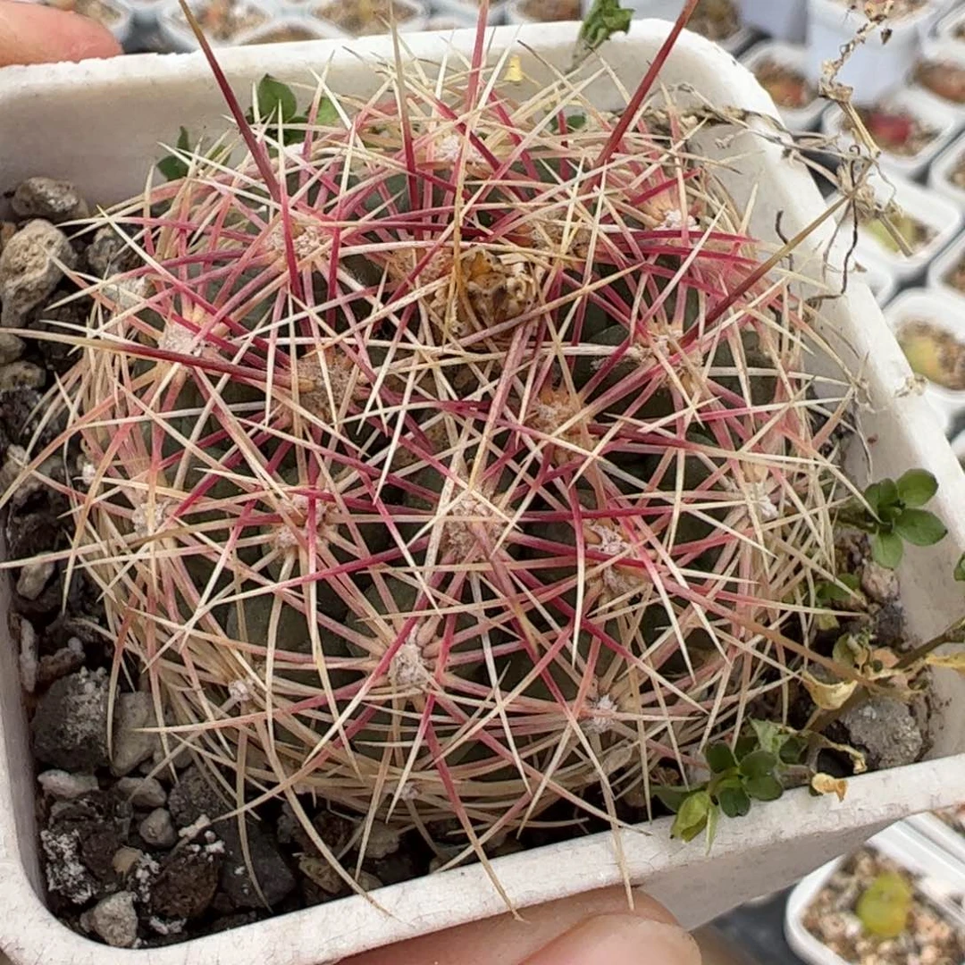 114多肉植物百科