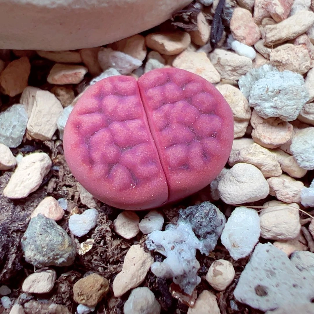 精致的优秀的肉肉712-95