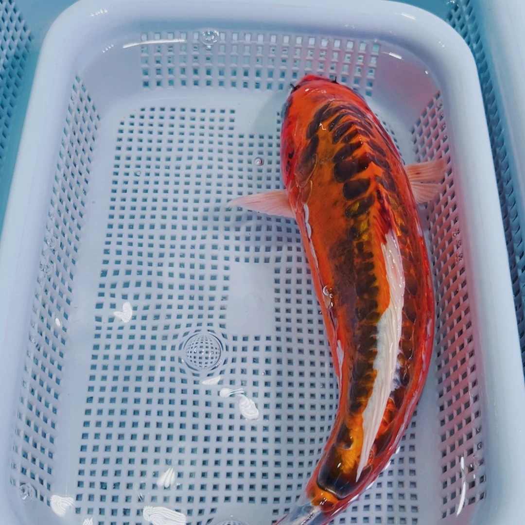 锦鲤锦鲤冷水鱼观赏鱼152