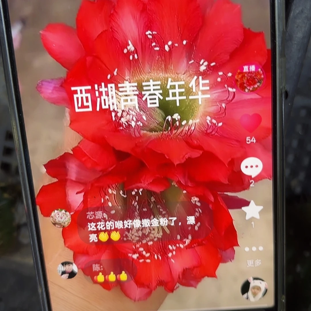 青春年华彩5公分侧牙20包邮1 0
