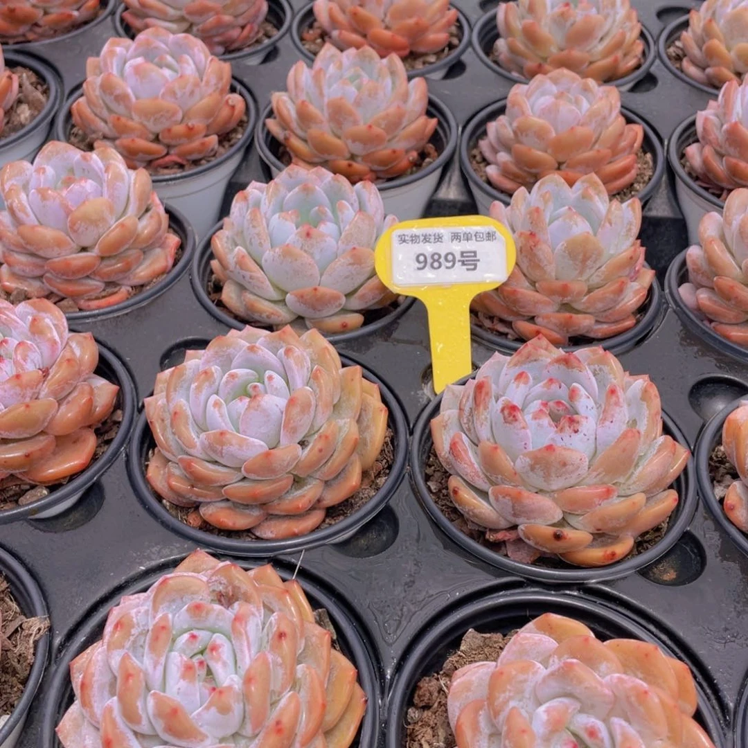 989号 开播福利果冻韩版仙女橙大单头3个