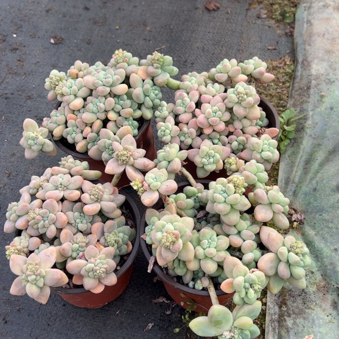 达芙妮小老桩多肉植物