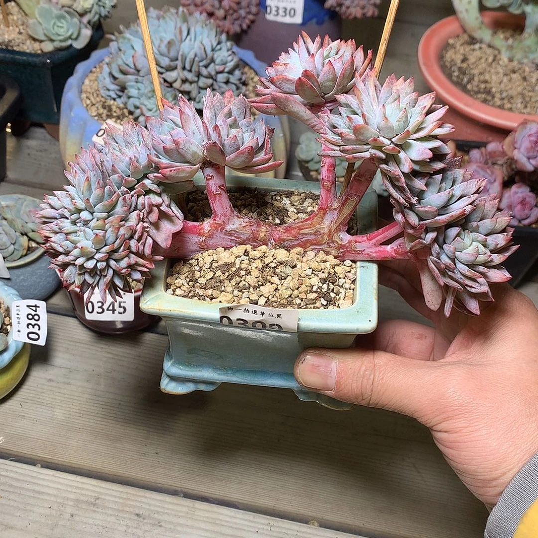 309全明星缀一颗17厘米