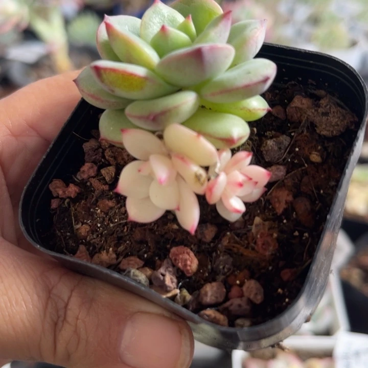 三文鱼锦多肉植物595