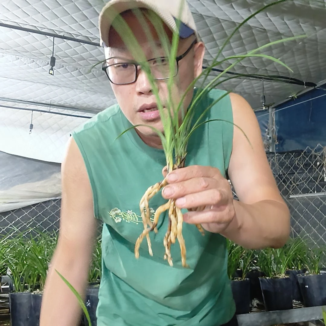 大***水无花朵蕙兰解佩梅