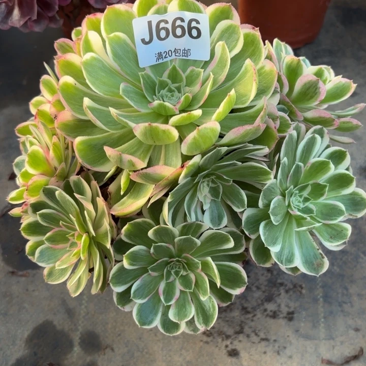 瑞妈多肉植物666.