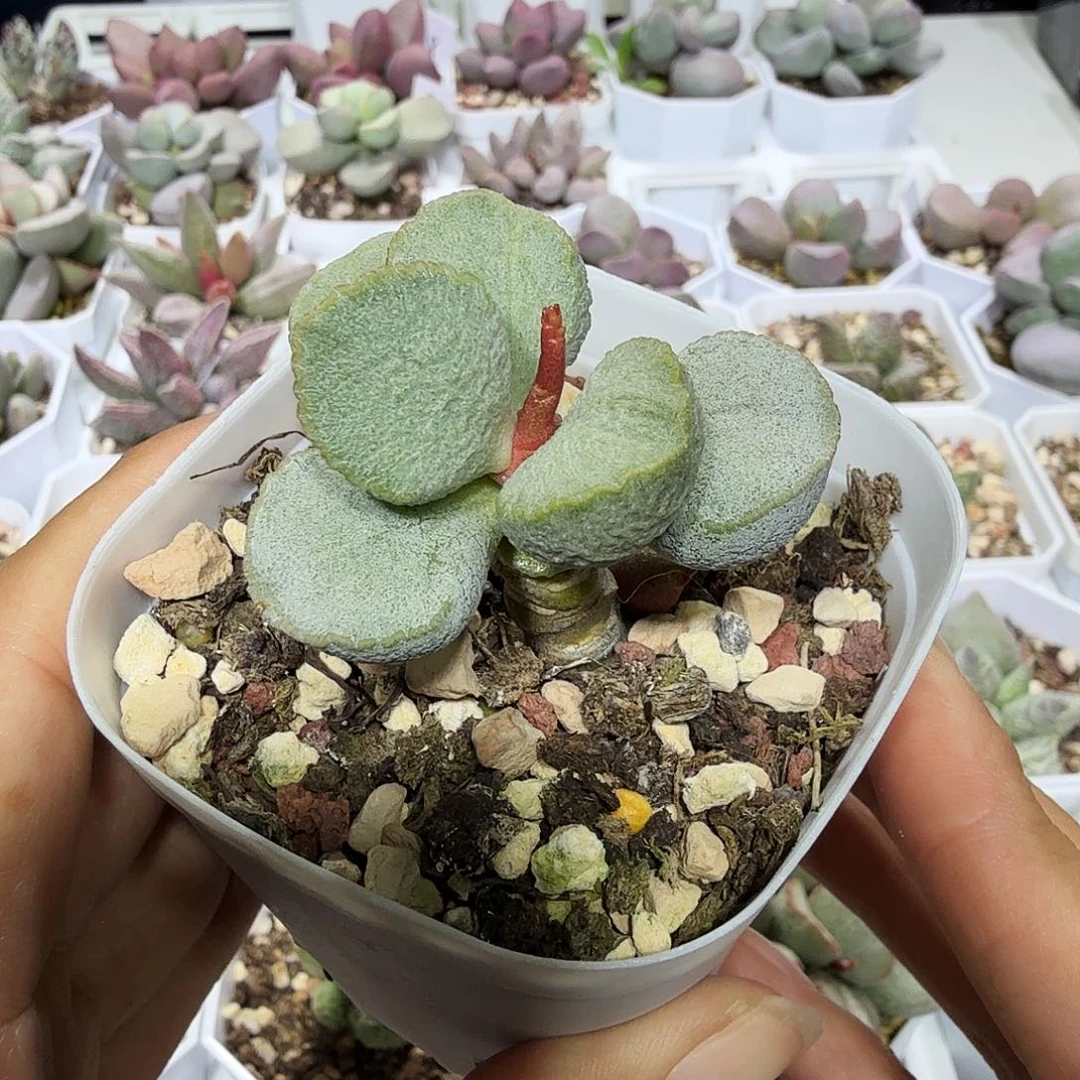 是****?绿磨砂蛋水泡多肉植物