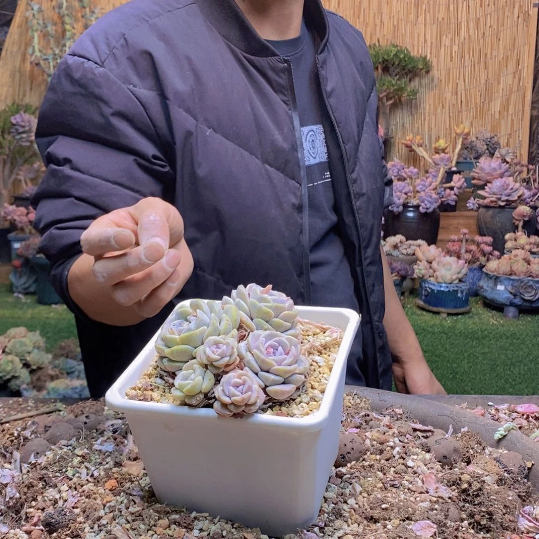 自****”150号汉堡多肉