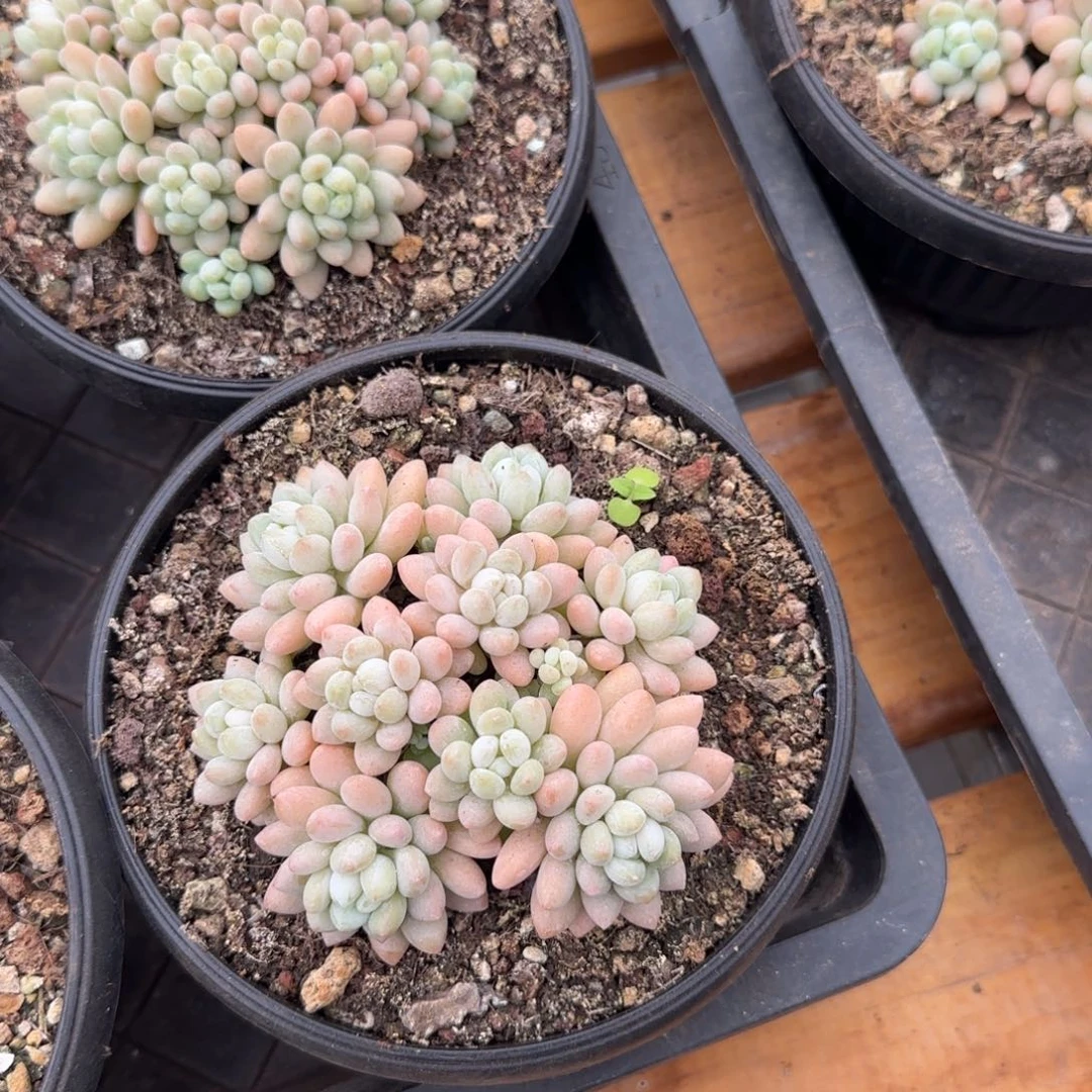 多肉植物 一物一拍