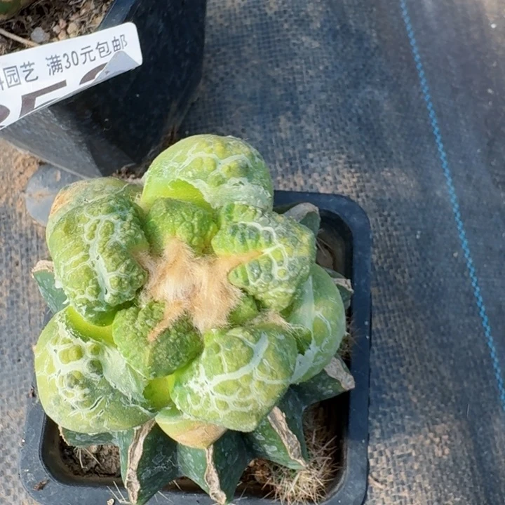 无花朵泰***行356光面连山锦一号