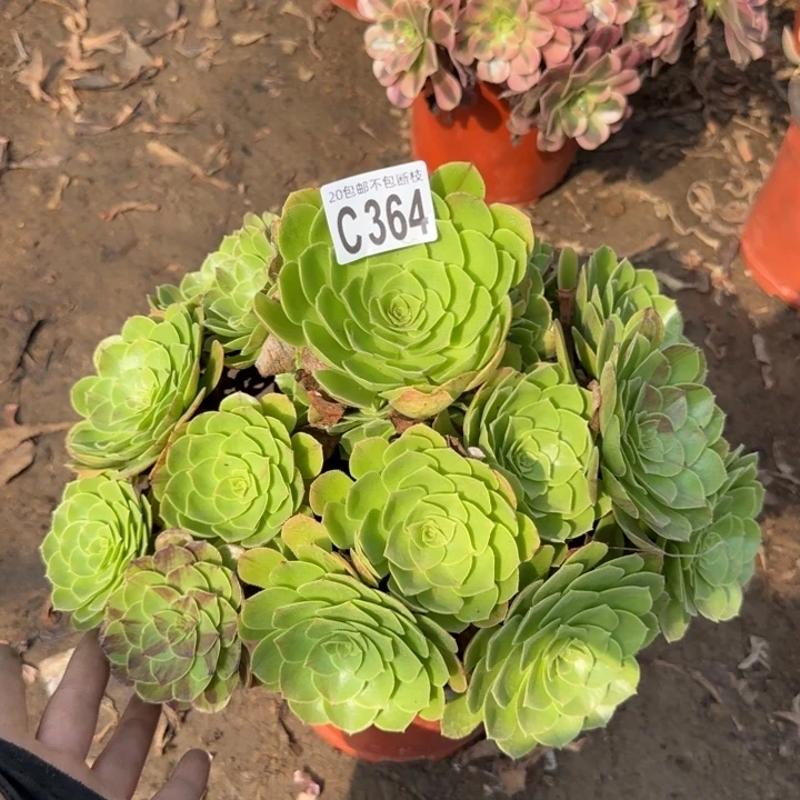 万圣夜➕花月夜……多肉植物……