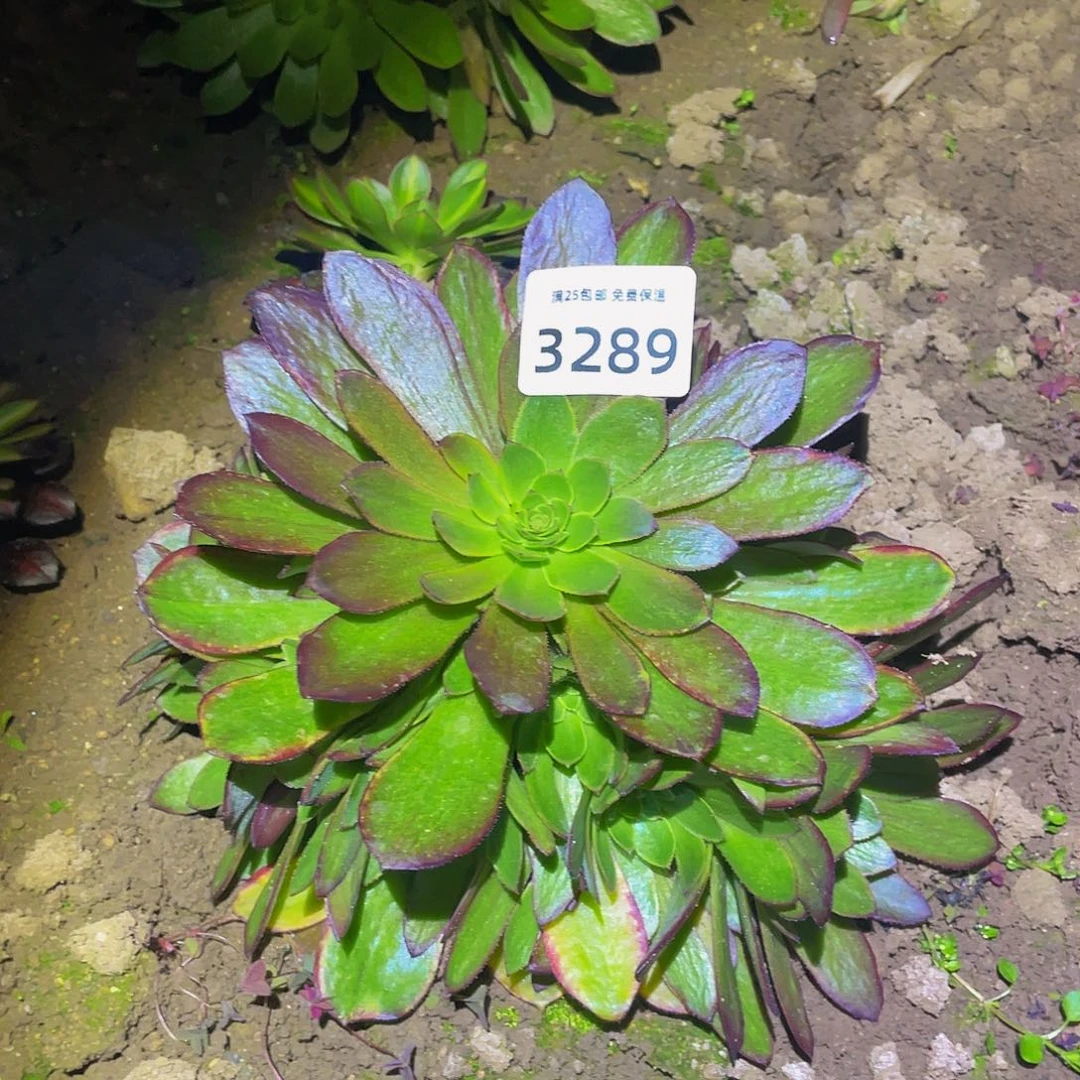 3289斑斓多肉植物