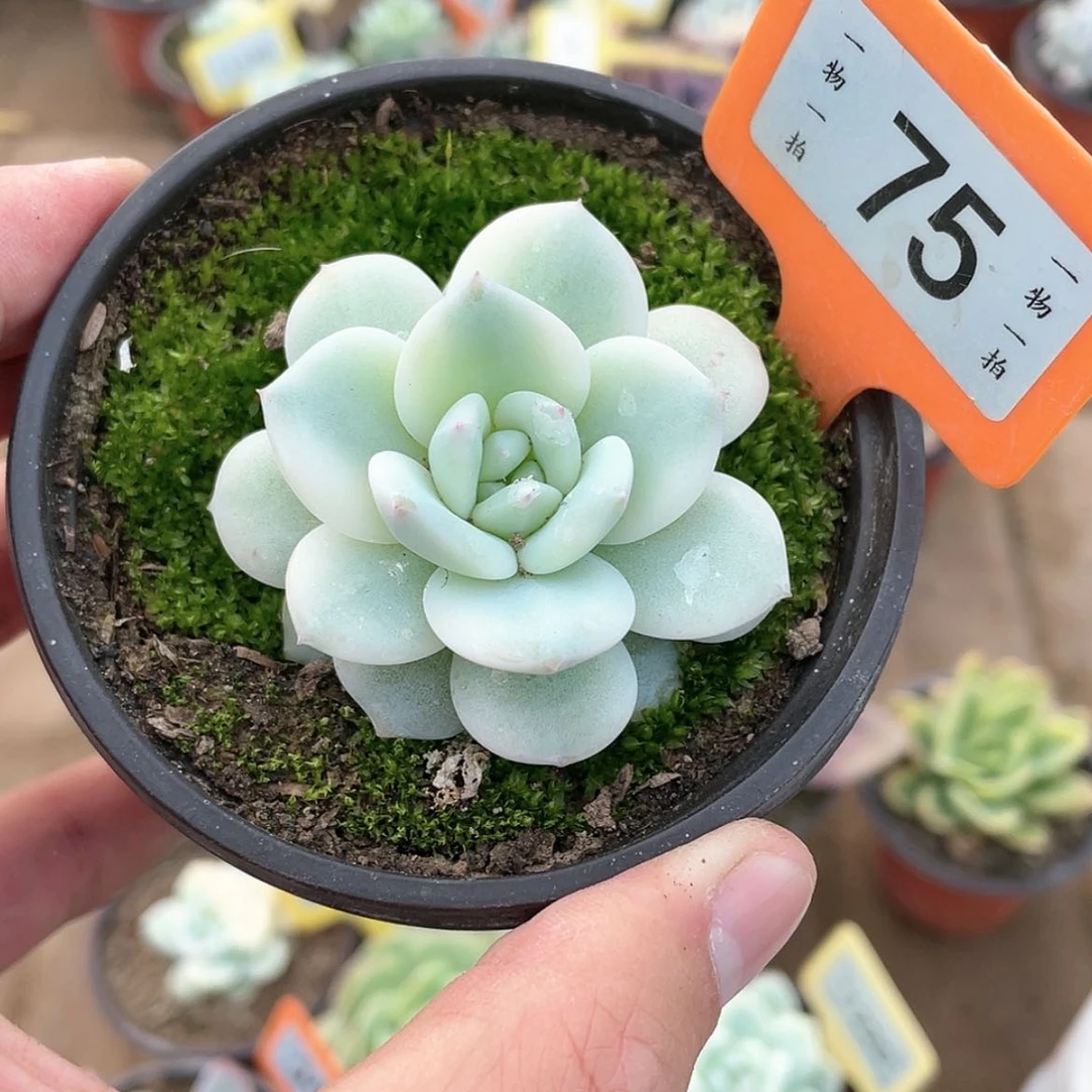 【闪购商品】75号的