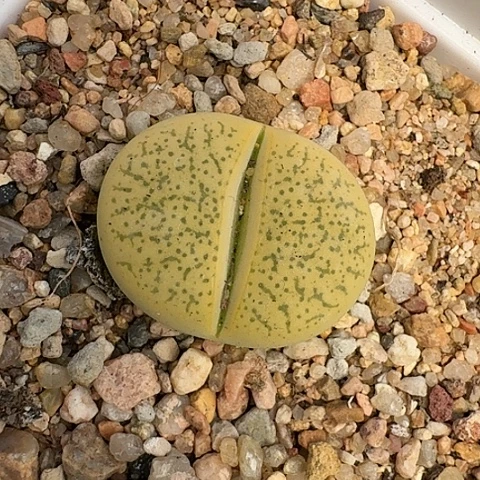 3372，一箭之遥母本带盆