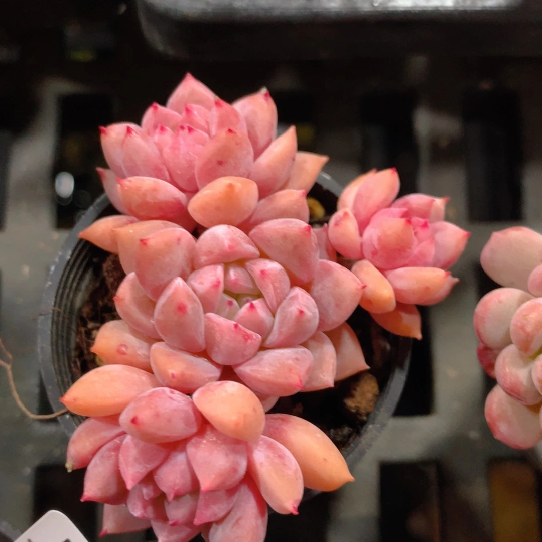 5CM拇指盆精控多肉ZB731