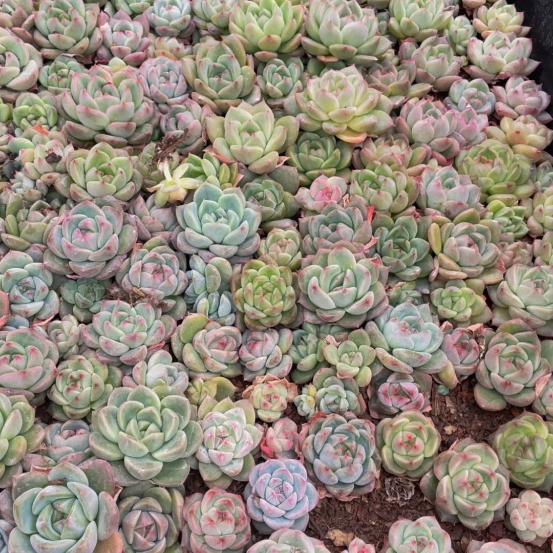 ✨***子3281珍妮整框