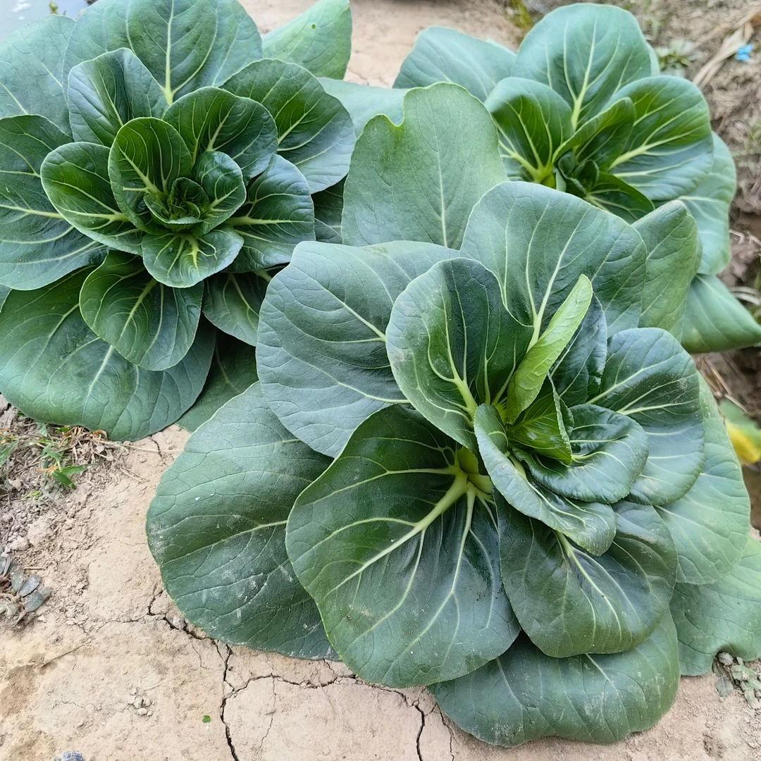 苏州青青菜矮脚黑叶苏州青适合菜地种植的蔬菜冬寒菜