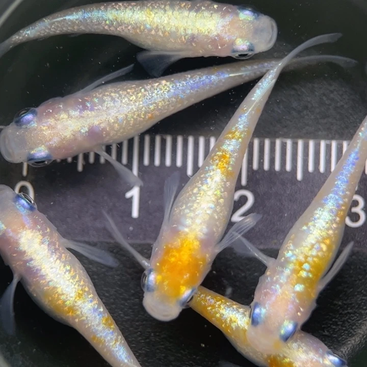 海水鱼红白蓝宝石29号