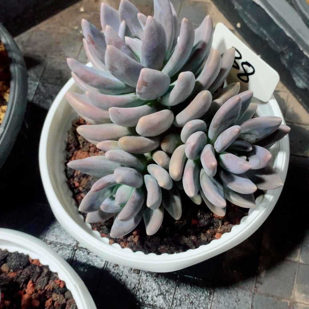 多肉植物多肉植物