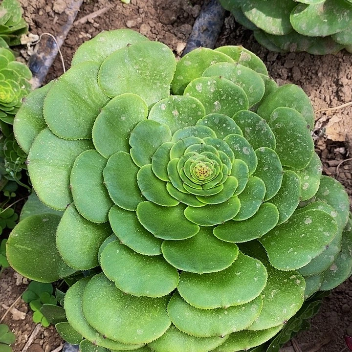 多肉植物法师锦华装饰