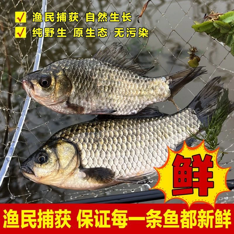 每条一两以上 新鲜微山湖野生土鲫鱼当天打捞（活发保鲜不保活）