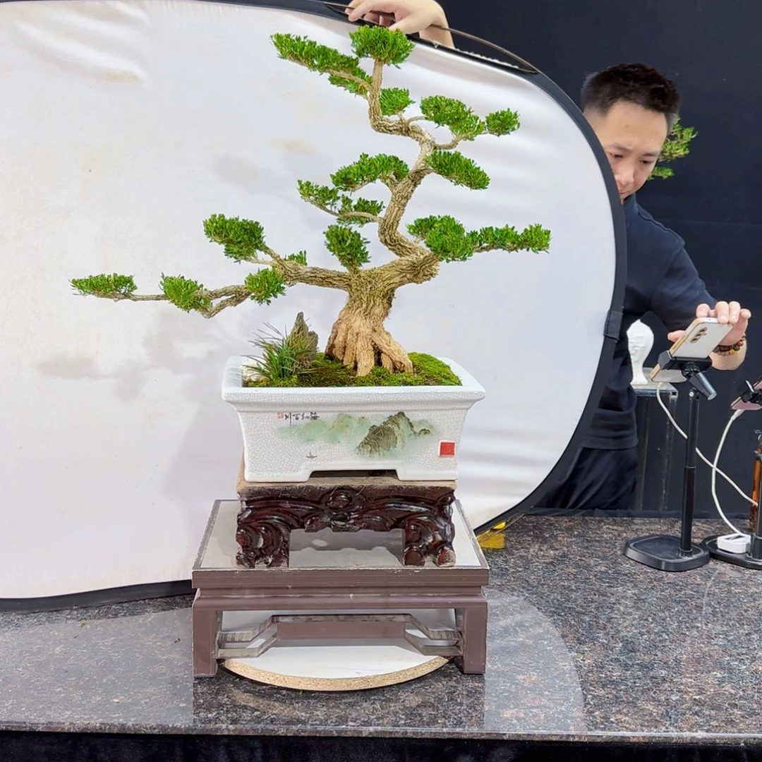 当前无花朵，栽培后可花朵