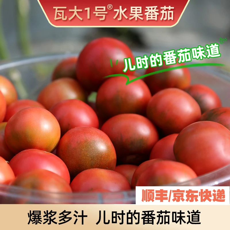 【绿色食品】瓦大1号水果番茄多汁轻食西红柿孕妇宝宝自然熟3-4.5斤