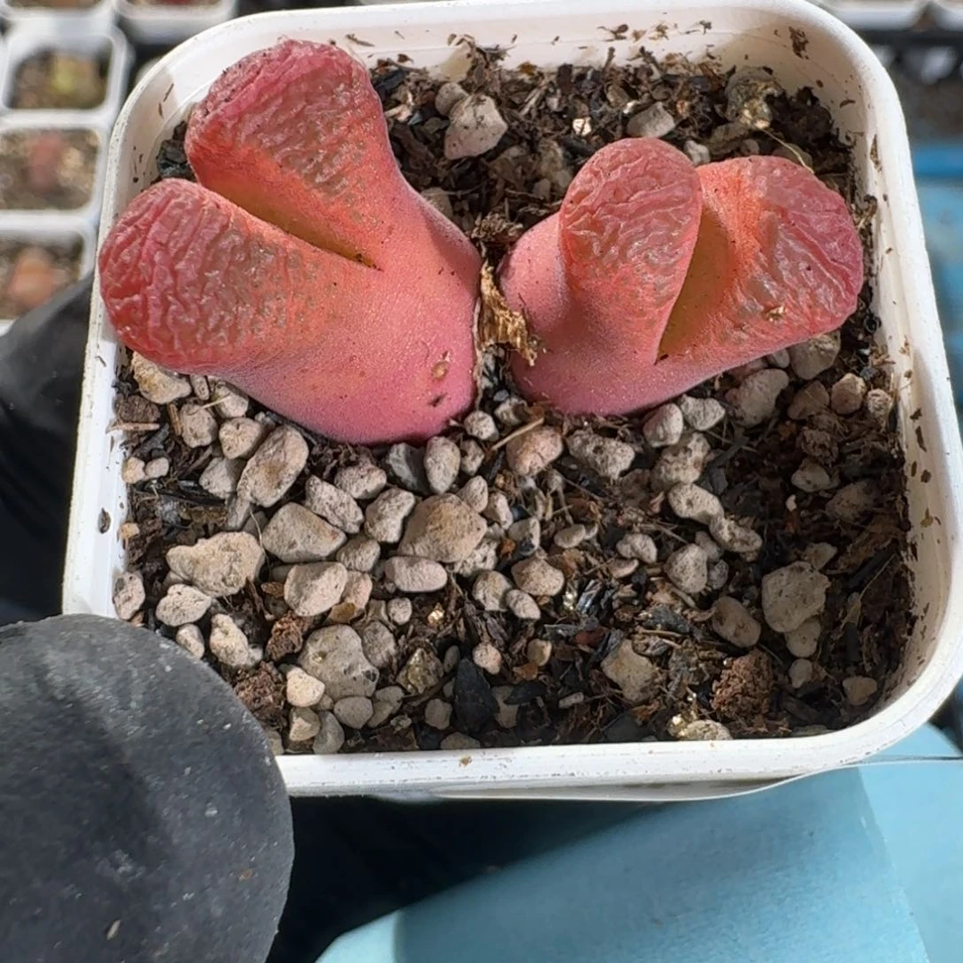 我***好桃喜化妆0625-112风铃