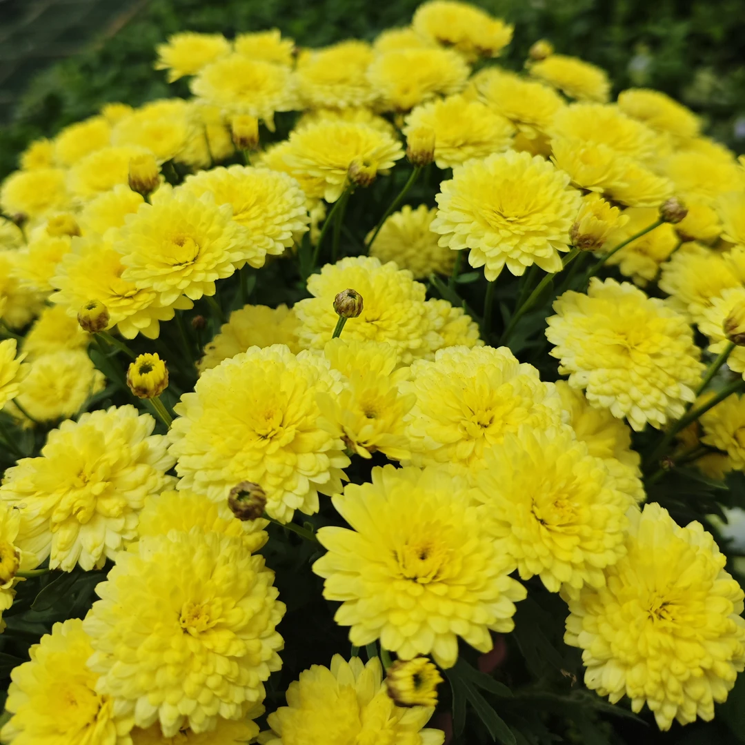 玛格丽特【黄】加仑盆菊花盆栽多年生易爆花发货快新手易养护喜阳