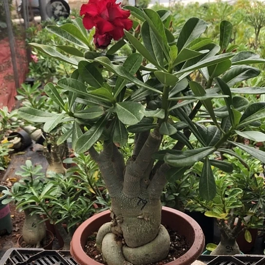锦绣缘老庄一物一拍
