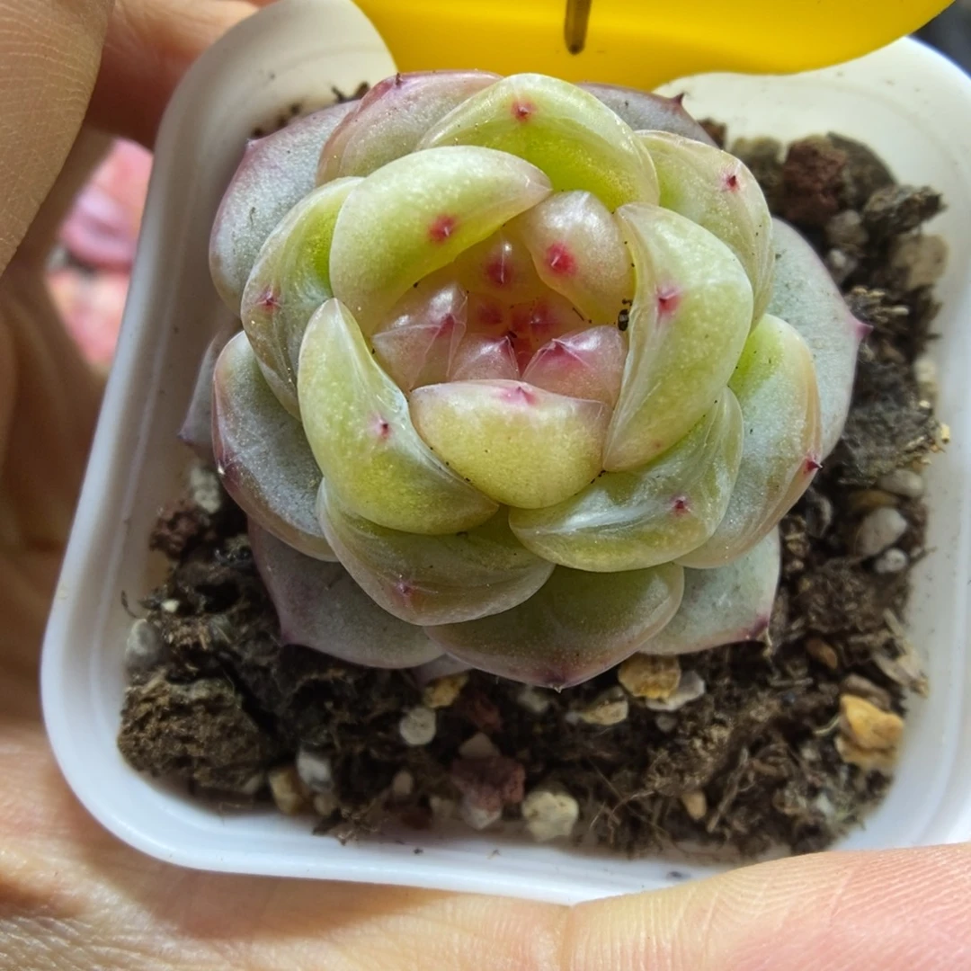 甜心可拍11号。