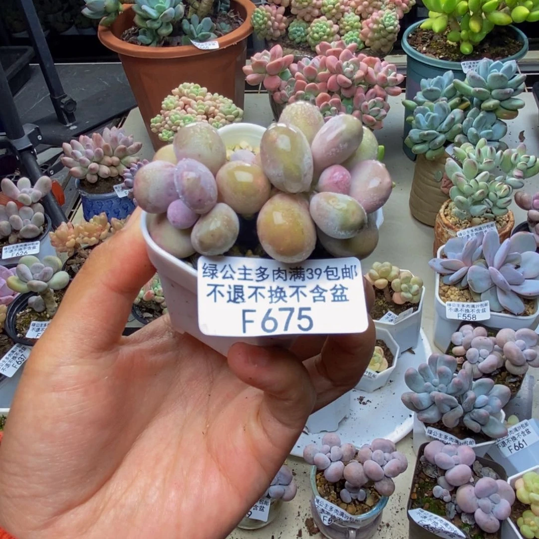 燚*675糖豆奶多肉5c m