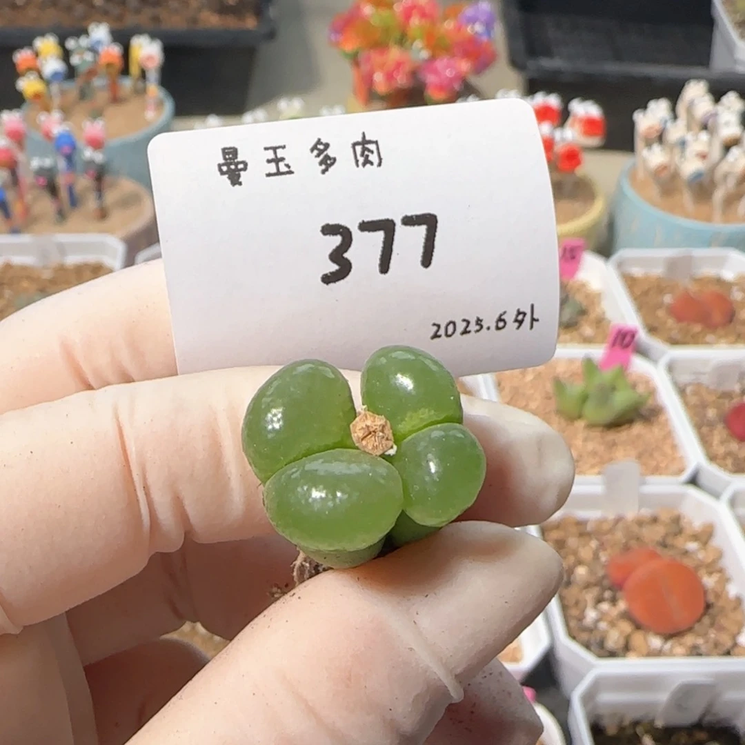?****龙多肉多肉多肉6.4-377