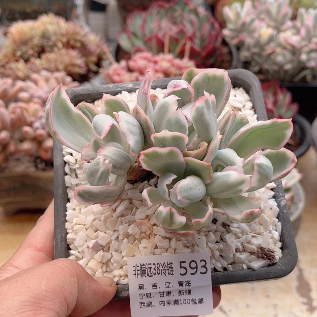 593伯克利锦德华多肉