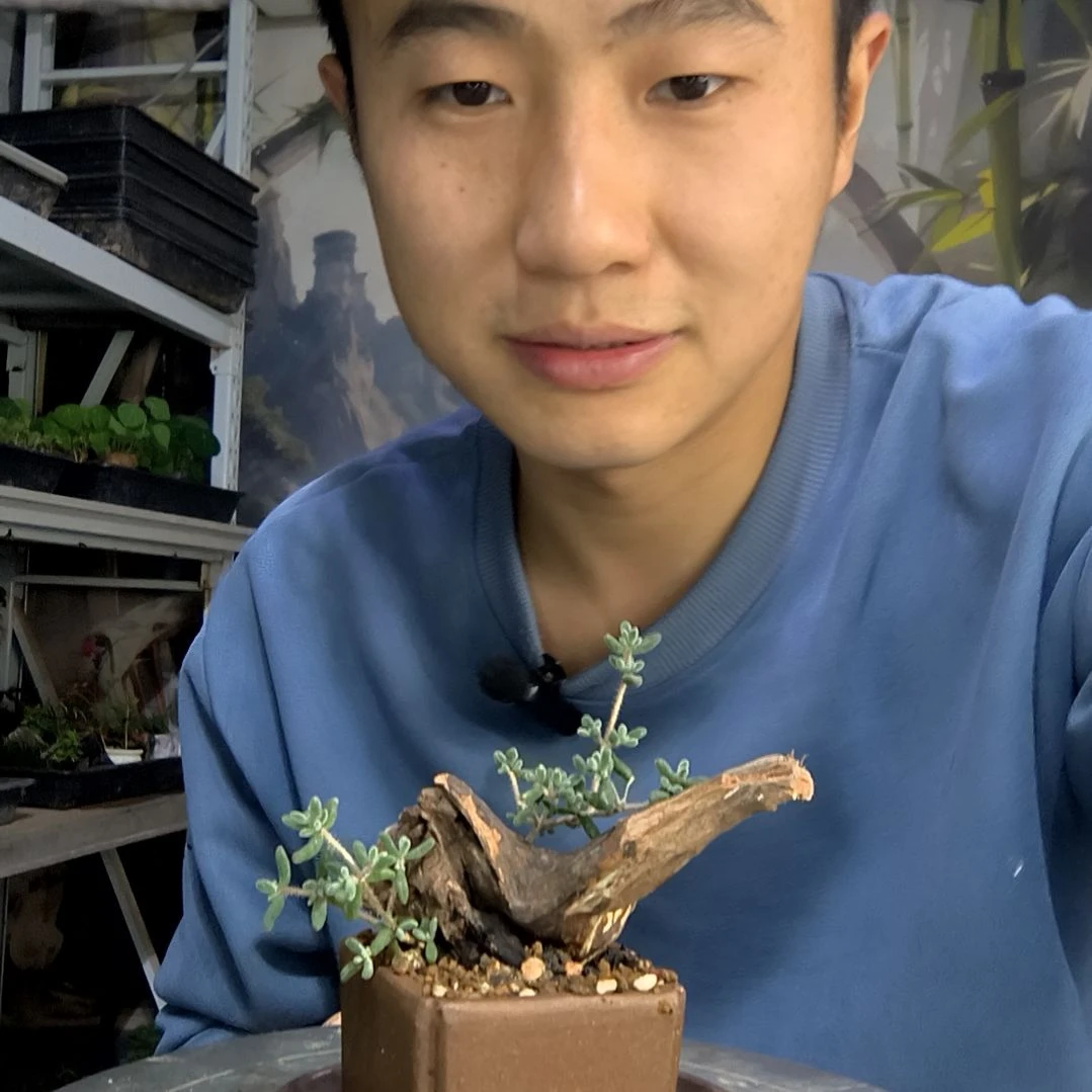 格*中青园艺一物一拍417