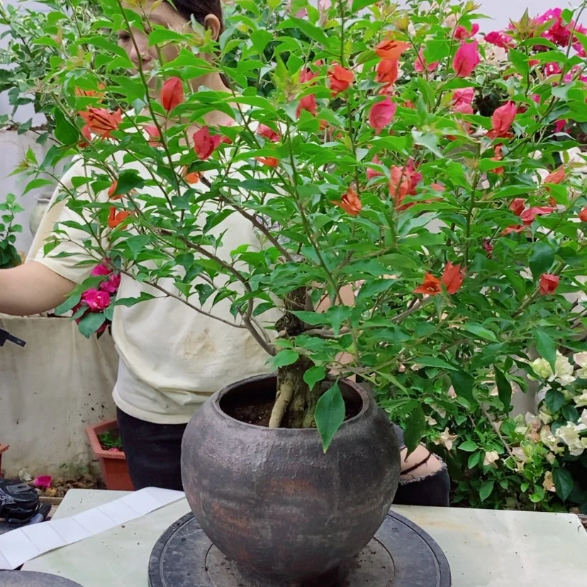 【闪购商品】完全开放