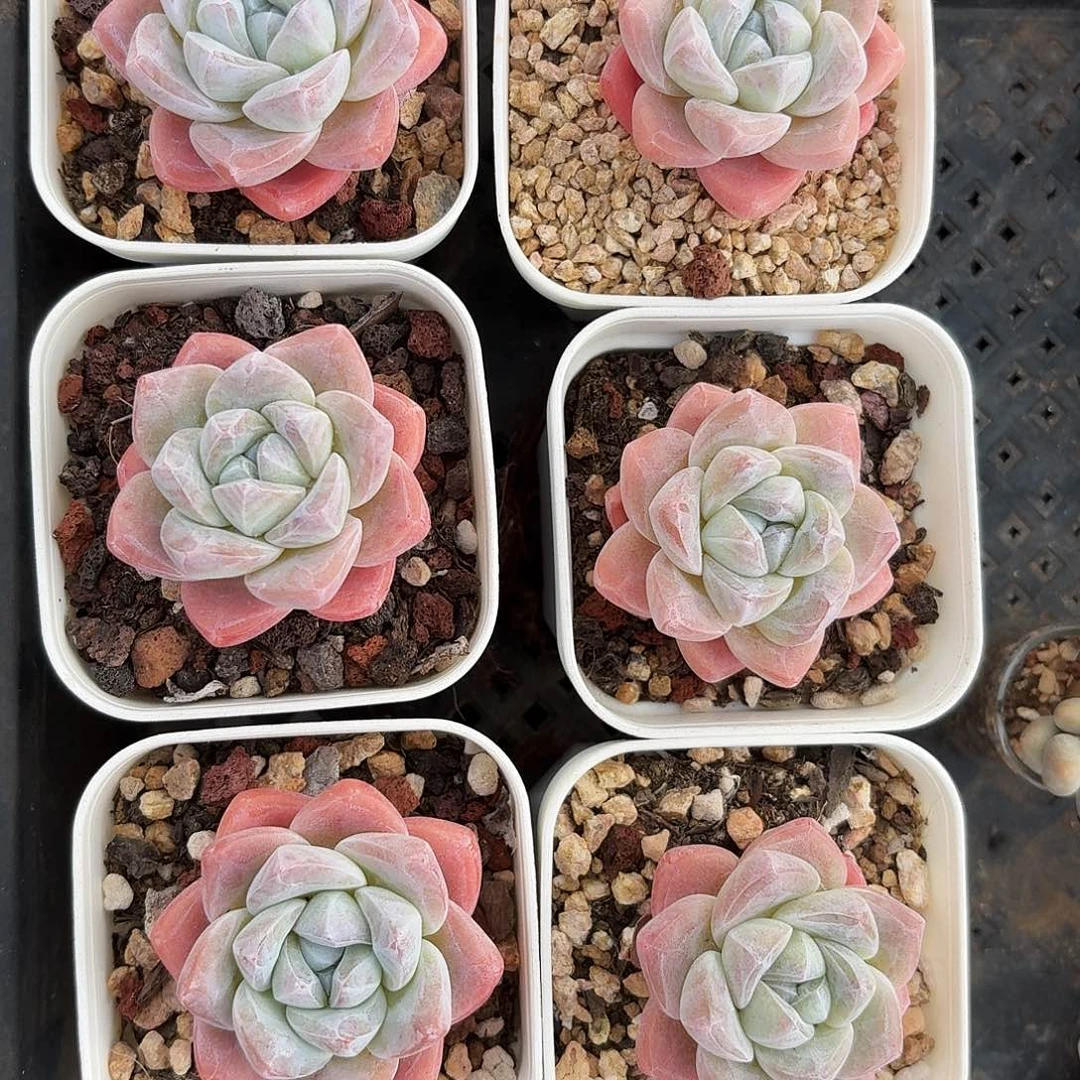 多肉6颗单头一组老桩冰玉