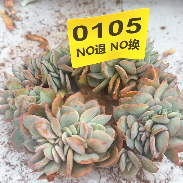105大板子粗腿血凤缀化