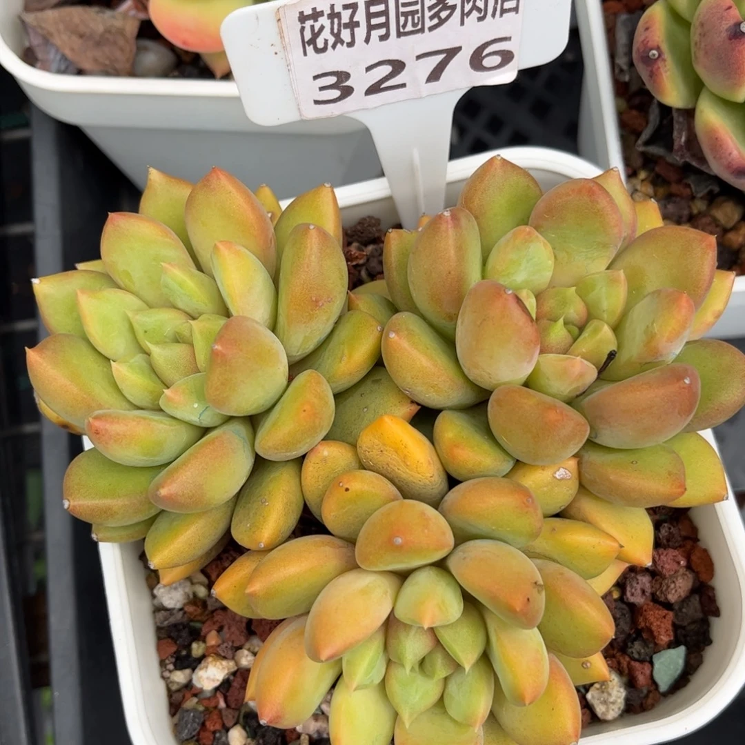 多肉植物3276 一定要拍个冷链哦